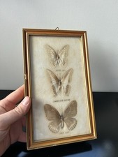 CADRE PAPILLONS NATURALISÉS