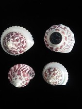 4 GROS COQUILLAGES DE TAHITI