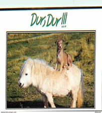 Animaux - Chevaux - Poney Shetland et Chiot Picard - Carte Humoristique - CPM -