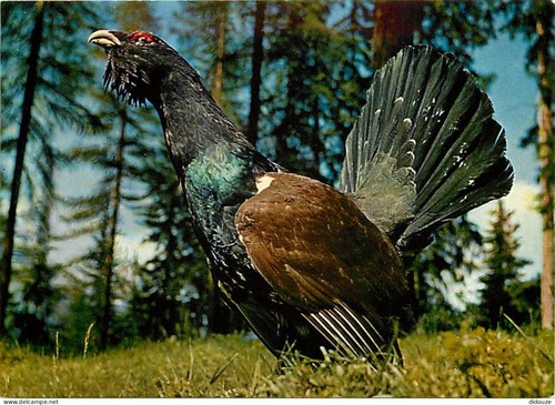 Carte postale animaux - postale,