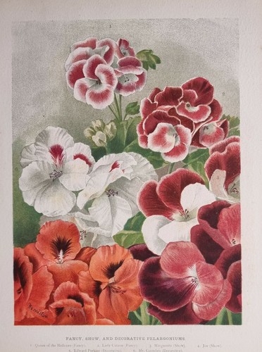 1894 antique botanique fleur - antique,