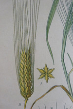 BOTANIQUE Fleur Planche