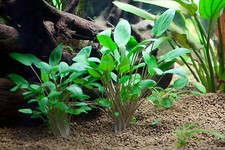 Cryptocoryne wendtii  green