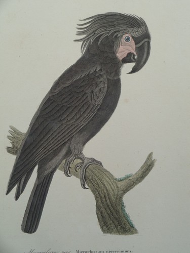 Gravure ancienne oiseaux - gravure,