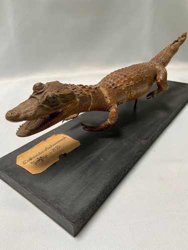 Crocodile caïman taxidermie - caïman,