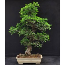 25 graines AUBEPINE Crataegus Semis bonsai, haie, arbre ornemental