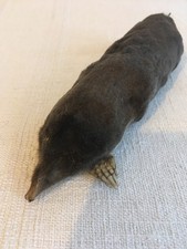 Taxidermie de taupe, cabinet de curiosité, étrange, collection.