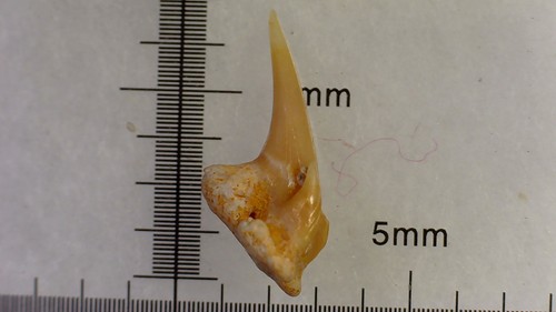 Shark tooth requin - shark, requin-
