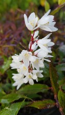 Deutzia gracilis 'Nikko' / Deutzie compacte à fleurs blanches / Conteneur de ...