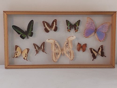 Tableau papillons sous - de, 9