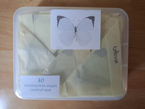 Nepheronia argia - , (pieridae)