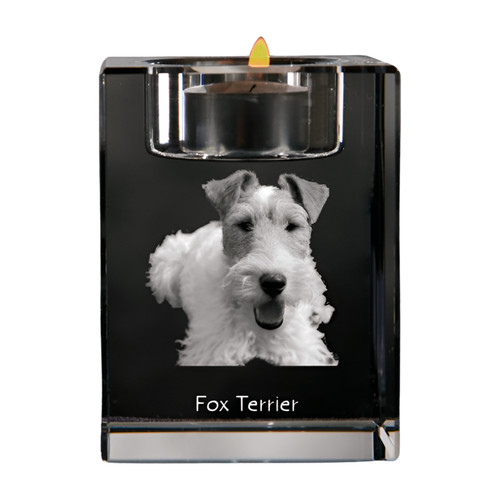 Fox terrier drahthaar - fox,