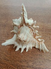 Coquillages de collection rare Conque Chicoreus  16/14/12,5 Cm aquarium déco