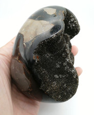 Œuf en  Septaria sauvage 610