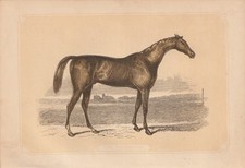 Cheval De Course Sports