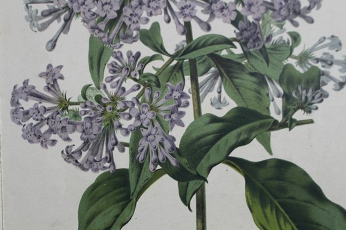 Gravure lithographie horticole - lithographie,