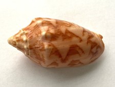 volute volutidae Cymbiola