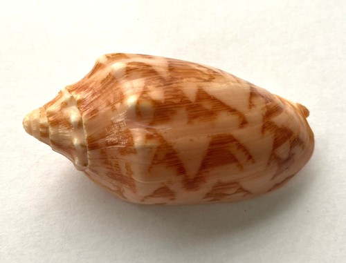 Volute volutidae cymbiola - volute,