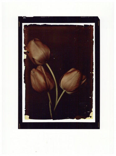 Tulipes après autochrome - d'après,
