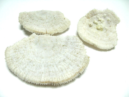 Lot coraux fungia blanc - fungia,