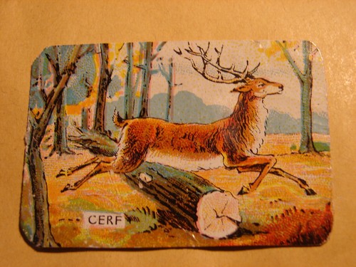 Bon point cerf crepe velpeau - point.,