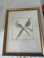 oiseau faisan doré dans son