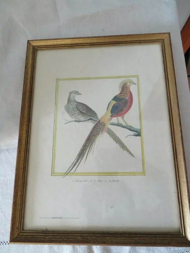 Oiseau faisan doré dans son - doré,