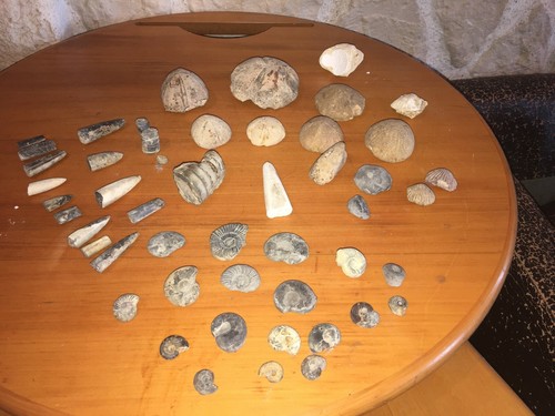 Lot fossiles amonites - lot,