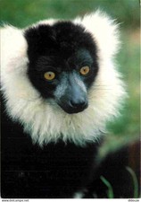 Carte Postale - Animaux -
