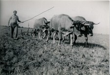 Vendée c. 1950 - Scène de