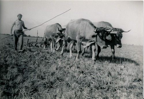 Vendée 1950 scène de - 1950,
