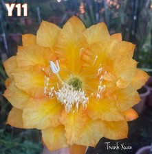 TRÈS RARE - Epiphyllum Y11 -