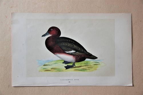 Gravure anglaise ancienne