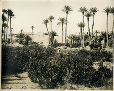 Colomb-Béchard, les lauriers roses argentic vintage print, Tirage argentique