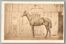 CDV 1865 Pur-sang Cheval de course Photo Maison Doré Hippisme Cavalli da corsa