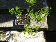 JOLI  BONSAI ROMARIN .     ( Rosmarinus officinalis  )  .      10 ANS .