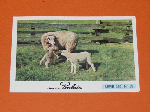 Image chocolat poulain animaux - chocolat,