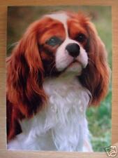Carnet aimanté à feuilles  - CAVALIER KING CHARLES