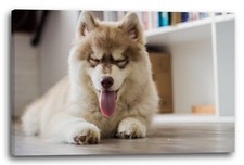 Toile/Cadres Mignon chien