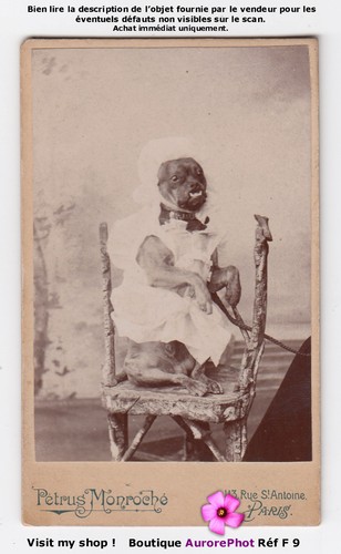 Chien costumé déguisé avec - chien, costumÉ,