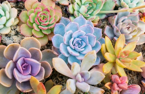 Plantes grasses - 🌿, &