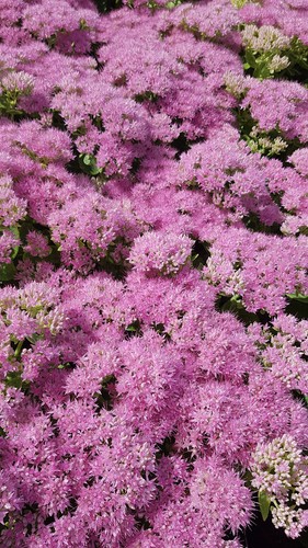 Sedum spectabile brillant - sedum, 'brillant'