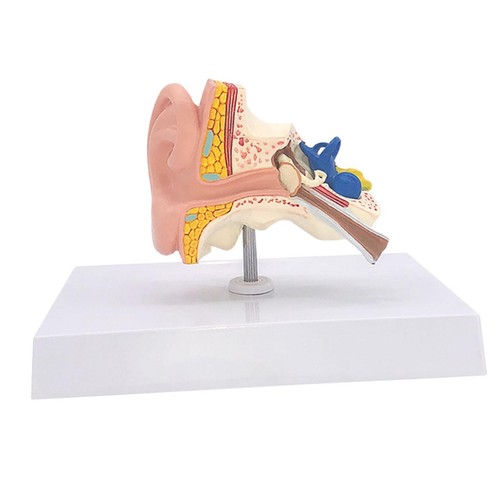 Modèle oreille humaine - modèle,