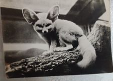 CPSM Fennec sur carte