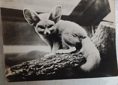 Cpsm fennec sur carte - cpsm,