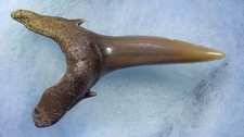 SHARK TOOTH - CARCHARIAS