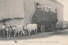 CP TRAVAUX DES CHAMPS MISE EN GRANGE - ATTELAGE BOEUFS - 81410