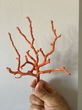 Très jolie  branche de corail