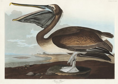 Affiche pélican marron