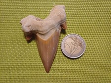 Fossile dent : Otodus Obliquus